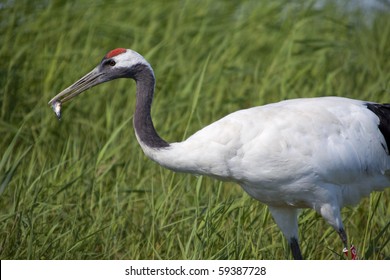 425 Crane Eating Fish Images, Stock Photos & Vectors | Shutterstock