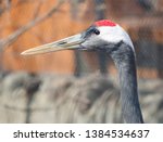 Red-crowned crane. The Japanese crane is a sacred bird in Japan and in China. The Japanese crane is one of the largest, its height is about 158 cm, and the weight is 7.5 kg. 