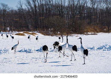 Red-crowned Crane In Kushiro Hokkaido Japan