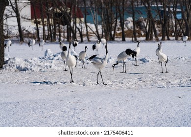 Red-crowned Crane In Kushiro Hokkaido Japan