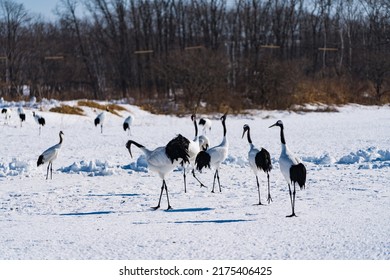 Red-crowned Crane In Kushiro Hokkaido Japan