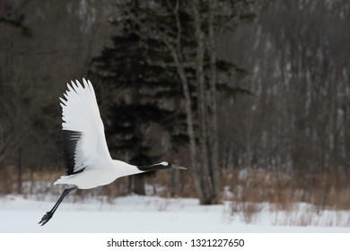 Redcrowned Crane Taking Off Kushiro City Stock Photo 1321227650 ...