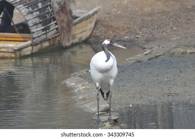 Red-crowned cranes