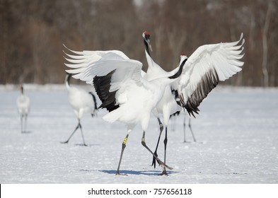 Redcrowned Cranes Dancing Stock Photo 757656118 | Shutterstock