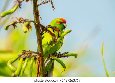 Red-crowned parakeet holding seedpod in claw while feeding on flax seed on Kapiti island.New Zealand.