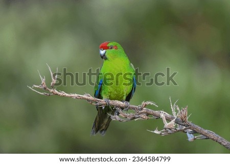 The red-crowned parakeet, also known as red-fronted parakeet and by its Māori name of kākāriki, is a small parrot from New Zealand. Scientific name Cyanoramphus novaezelandiae