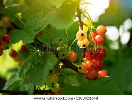 Similar – Foto Bild Tomaten Lebensmittel