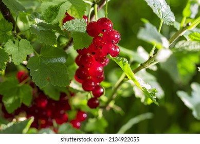 Redcurrant Harvest. Berries Red currants on a bush branch in the garden in summer. Selected focus, shallow depth of field.