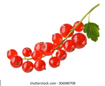 redcurrant with leaf