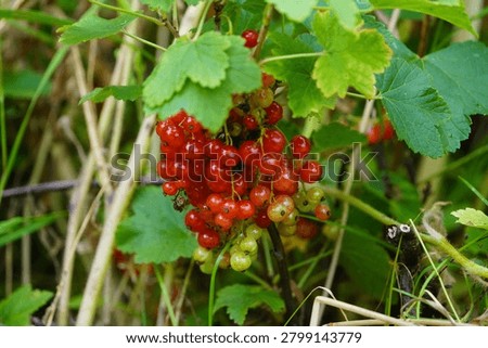 

Redcurrant or red currant (Ribes rubrum) is a member of the genus Ribes in the gooseberry family. Hanover – Burg, Germany.