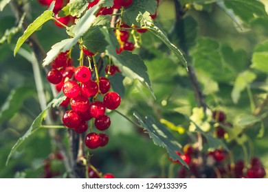 Garden Notes From Leaning Oaks A Really Good Red Flowering