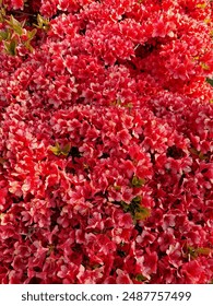 REDDA FLOWER FOR KORIYAN GARDEN 