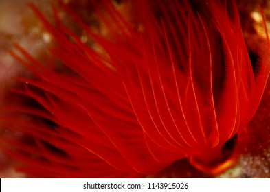 A Reddish Beautiful Bristle Worm.