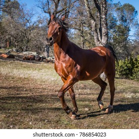 Reddish Brown Arabian Horse Galloped By Stock Photo Edit Now 786854023