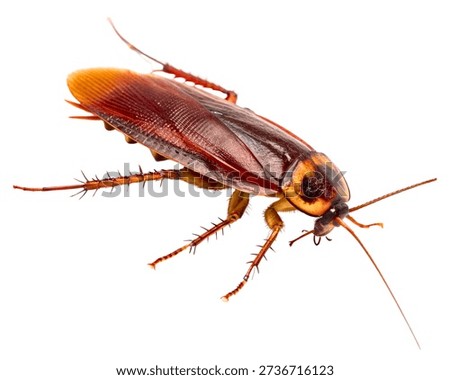 Reddish brown cockroach side view isolated on white background.