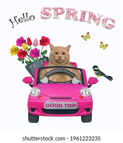 A Reddish Cat With A Basket Of Flowers Is Driving A Pink Car. Hello Spring. White Background. Isolated.