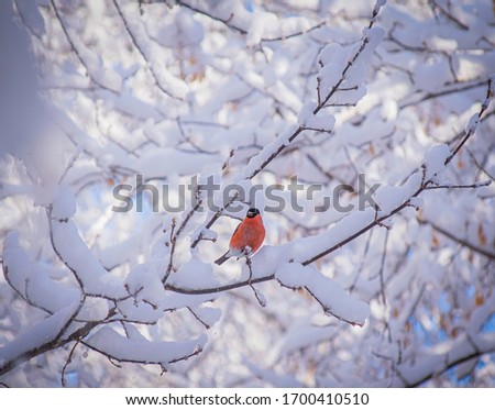 reddish chest bullfinch on a snow winter day sitting on a tree branch.