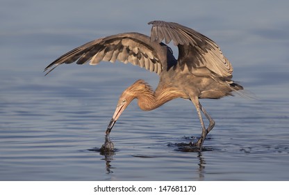 Reddish Egret