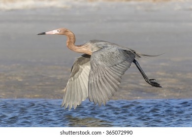 Reddish Egret