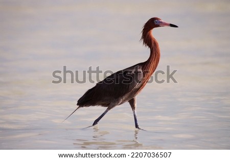 Reddish egret (Egretta rufescens) with a bright red head of breeding colors. A medium-sized heron fishing. Holbox Island in the Mexican state of Quintana Roo, Yucatán Peninsula,  Gulf Coast of México.