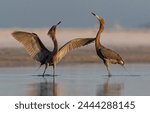 Reddish egret fishing on a beach in Florida 