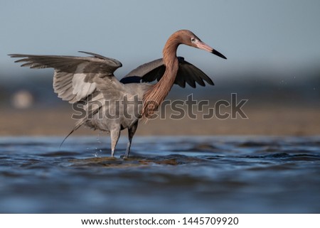 Reddish Egret in Southern Florida 