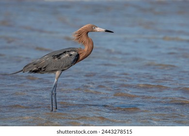 Reddish Egret standing in a tidal pond - Powered by Shutterstock