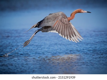 Reddish egret takes flight frome pond in Fort DeSoto