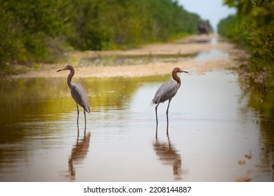 Reddish Egret walking on the water. Cuba. Cienaga de Zapata.