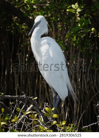 Reddish Egret White Morph basking in the sun of south padre island