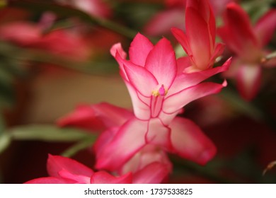 Reddish flower in a earthenware vase