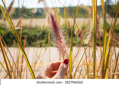 Reddish Foxtail Fountaingrass, Autumn Concept.