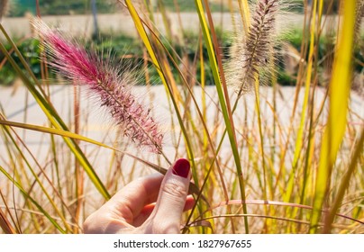 Reddish Foxtail Fountaingrass, Autumn Concept.