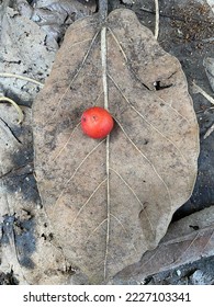 Reddish fruit lying on the leaf 