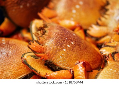 The Reddish Orange Wild Kona Crab