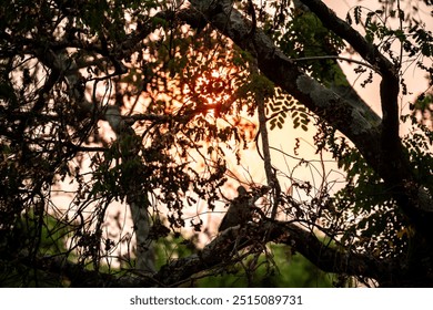 Reddish sun through tree branches. Smoke and pollution from forest fires