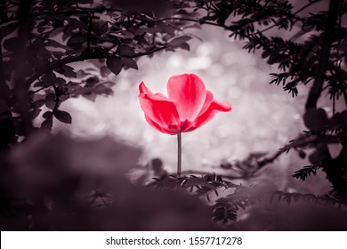 Reddish Tulip Soul In Black White For Peace Heal Hope. The Flower Is Symbol For Power Of Life And Mind Strength Beyond Grief Death And Sorrows. Also Symbolizes Healing Of Stress Or Burnout