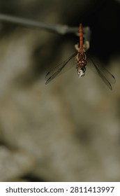 A reddish-orange dragonfly hangs head-down from a thin twig, holding small prey in its grasp, with delicate transparent wings spread wide against a soft muted background.