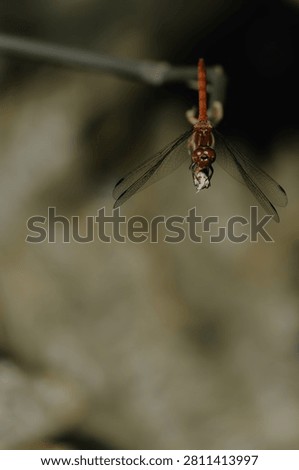 A reddish-orange dragonfly hangs head-down from a thin twig, holding small prey in its grasp, with delicate transparent wings spread wide against a soft muted background.