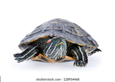 5,835 Red Eared Slider Turtle Images, Stock Photos & Vectors | Shutterstock