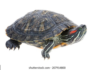 Red Eared Slider Turtle Images Stock Photos Vectors Shutterstock,Weeping Willow Tattoo