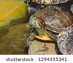 Red-eared Slider (Trachemys scripta elegans) Common slider Turtle wild animal. turtles ,Turtles on the stone,beautiful turtles. Reptile animals.Turtles Sunning photo, basking and swimming in the sun.