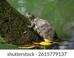 Red-eared Slider - Trachemys scripta elegans, beautiful colored invasive turtle from fresh waters, Singapore. Popular pet.
