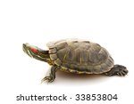 Red-eared Slider (Trachemys scripta elegans) isolated on white background.