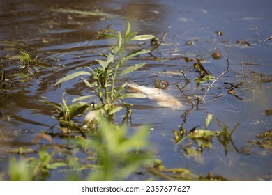 Red-eared slider (Trachemys scripta elegans) guarding a dead fish from an eastern mud turtle (Kinosternon subrubrum) underwater nearby