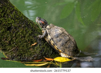 Red-eared Slider - Trachemys scripta elegans, beautiful colored invasive turtle from fresh waters, Singapore. Popular pet.