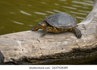 the Red-Eared Slider (Trachemys scripta elegans), a freshwater turtle known for the signature red streak behind each eye. A skilled swimmer and a sunbathing expert.
