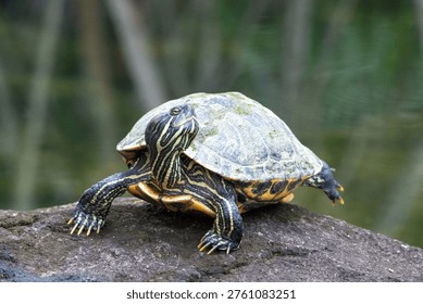 Red-eared Slider (Trachemys scripta elegans) resting outside water in Singapore.