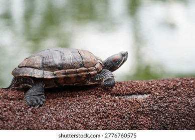 A Red-Eared Slider (Trachemys scripta elegans) turtle is seen resting with a blurred pond background. They have a distinctive red stripe behind each eye. This turtle is a popular pet due to its ease of care.