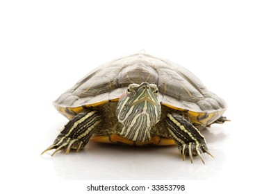 7,389 Red ear turtle Images, Stock Photos & Vectors | Shutterstock